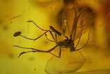 Fossil Ant, Two Flies and a Mite in Baltic Amber #183642-3